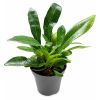 Pesopteris crassifolia
