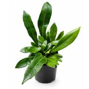 Pesopteris crassifolia 2