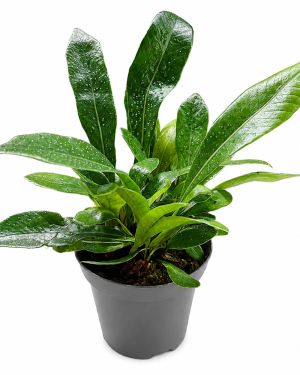 Pesopteris crassifolia