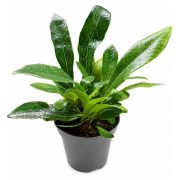 Pesopteris crassifolia