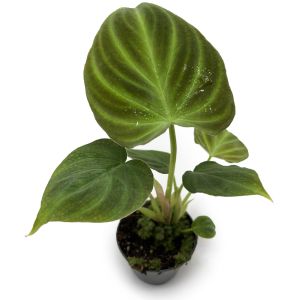 Philodendron Verrucosum