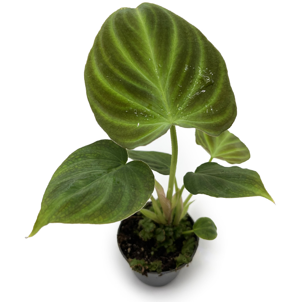 Philodendron Verrucosum