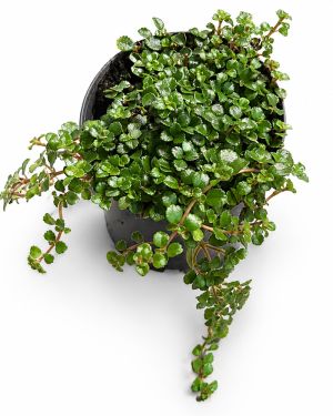 Pilea Depressa