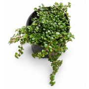 Pilea Depressa 1