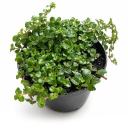 Pilea Depressa