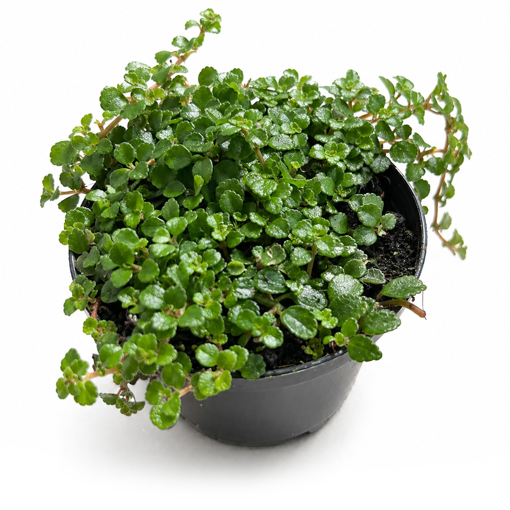 Pilea Depressa