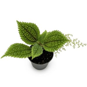 Pilea involucrata