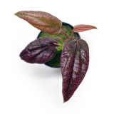 Piper sp. Pink