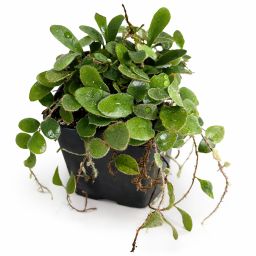 Pyrrosia nummularifolia 1