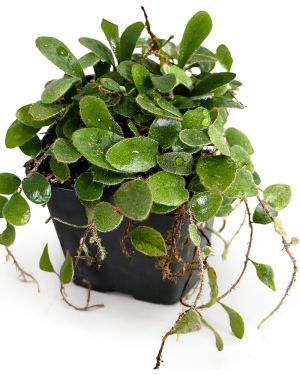 Pyrrosia nummularifolia