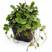 Pyrrosia nummularifolia 1