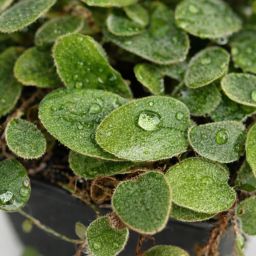 Pyrrosia nummularifolia