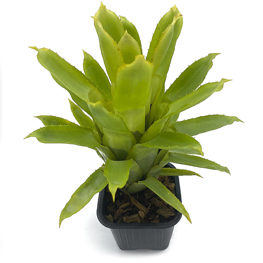 Quesnelia Tubifolia 2