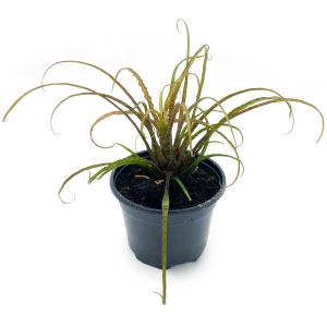 Racinea Crispa