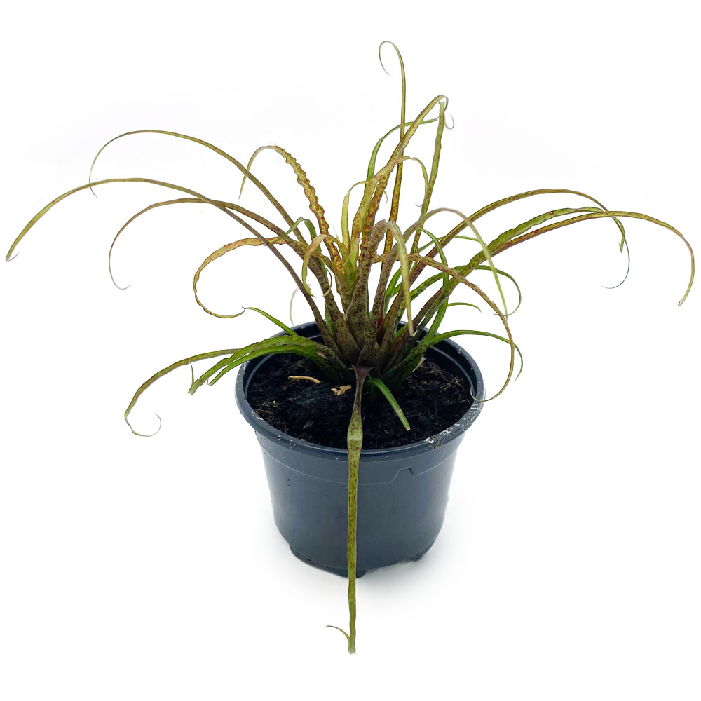 Racinae Crispa