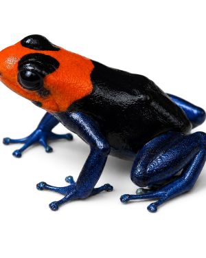 Ranitomeya Pampa hermosa