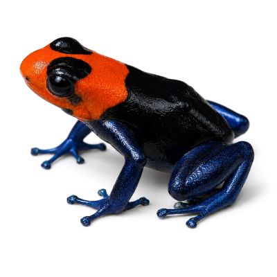 Ranitomeya Pampa hermosa