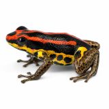 Ranitomeya Uakarri gold legged