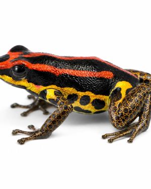 Ranitomeya Uakarri gold legged