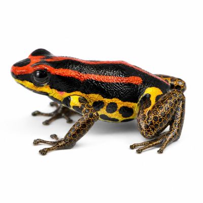 Ranitomeya Uakarri gold legged