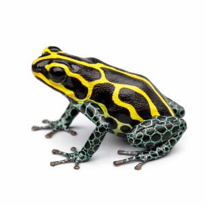 Ranitomeya imitator huallaga