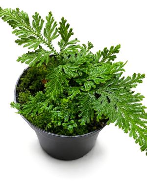 Selaginella Mollis