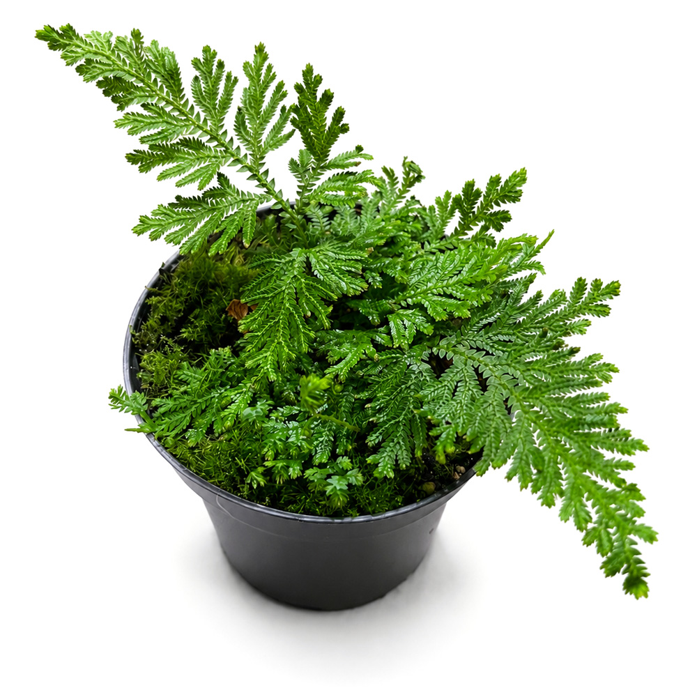Selaginella Mollis