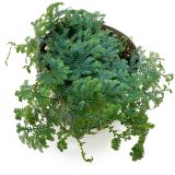 Selaginella Unicata