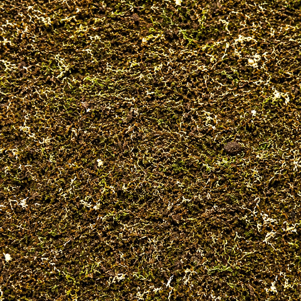 ShroomRoom MossMix 1
