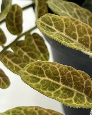Solanum species Equador
