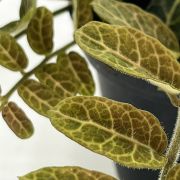 Solanum species Equador 1