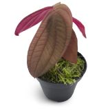Sonerila sp. Borneo