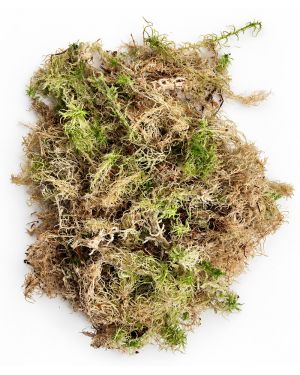 Sphagnum mos