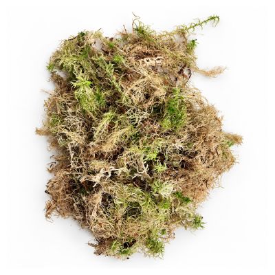Sphagnum mos
