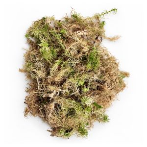 Sphagnum mos