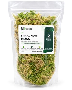 Sphagnum mos