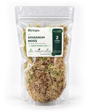 Sphagnum mos