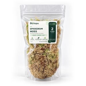 Sphagnum mos