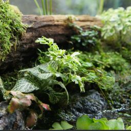 terrarium substraat