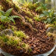 Terrascape Forest Floor Set 2