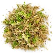 Terrascape Live Sphagnum 2