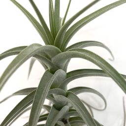 Tillandsia Bergerii XL