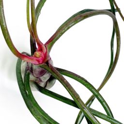 Tillandsia Bulbosa