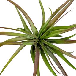 Tillandsia Brachycaulis Abdita