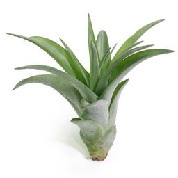 Tillandsia Brachycaulis Multiflora