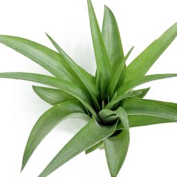 Tillandsia Brachycaulis Multiflora