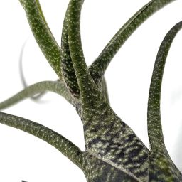 Tillandsia Butzii 2