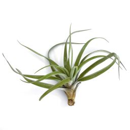 Tillandsia Capitata Peach Large
