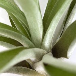 Tillandsia Capitata Peach Large