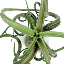 Tillandsia Caput Medusae